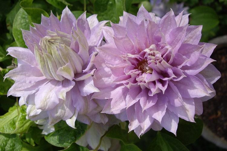 Arrosage - Clematis Care