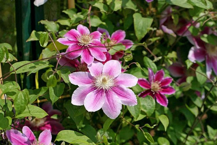 Top dressing et fertilisation - Soin des clématites