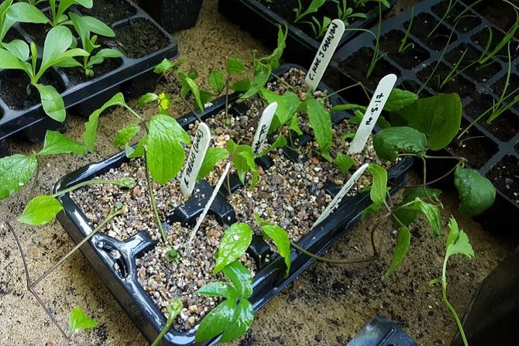 Transplantation et reproduction - Clématite