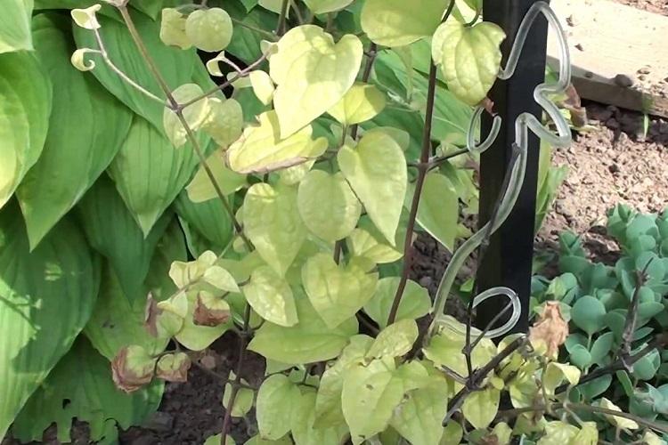 Ravageurs et maladies - Clématite