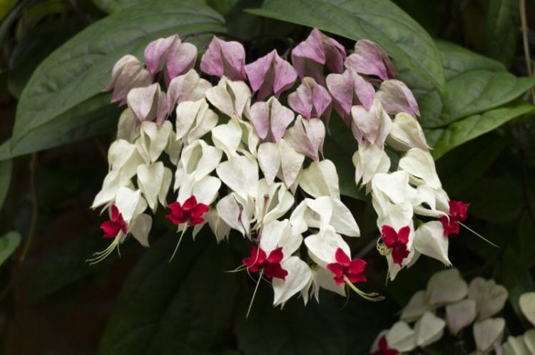 Clerodendrum Thompson: soins et culture (50 photos)