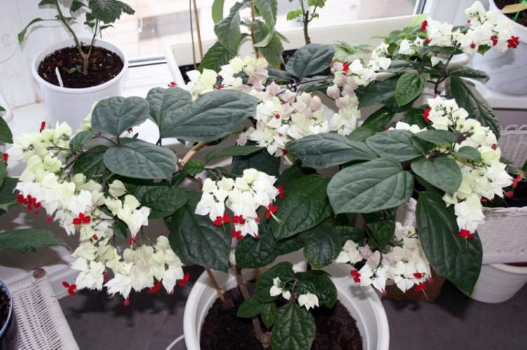 Température - Soins pour le Clerodendrum de Thompson