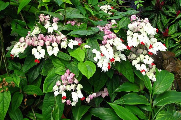Arrosage - Prendre soin du Clerodendrum de Thompson