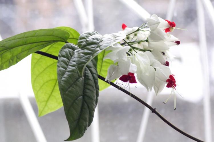 Élagage - Prendre soin du Clerodendrum de Thompson