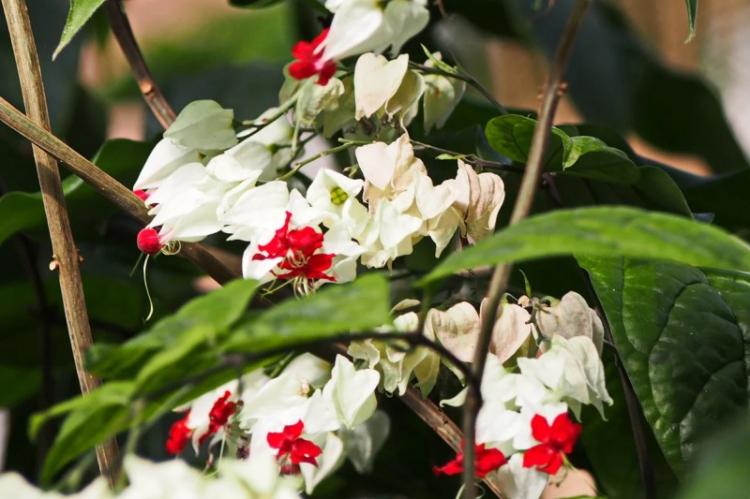 Ravageurs et maladies - Clerodendrum de Thompson