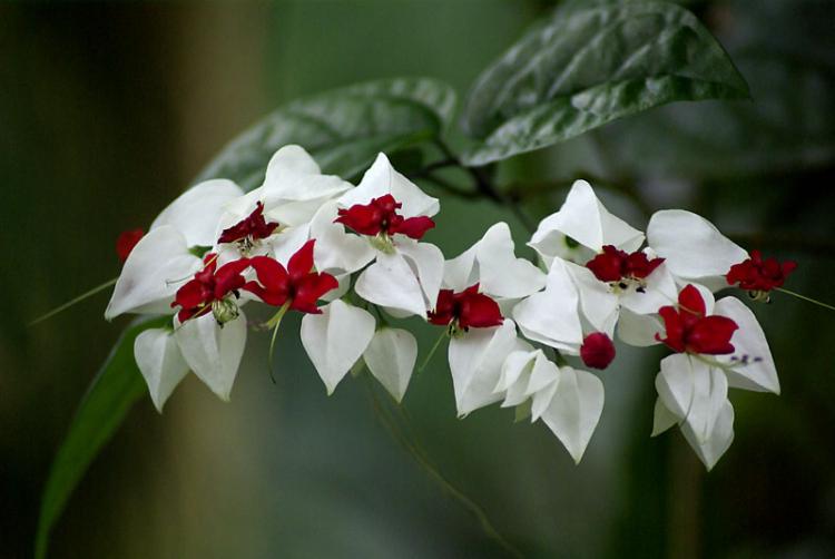 Clerodendrum Thompson - photo