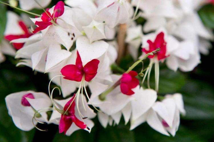 Clerodendrum Thompson - photo
