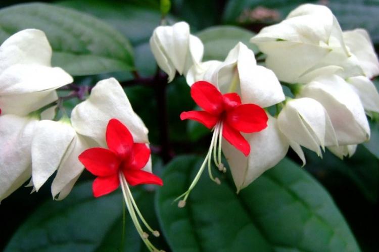 Clerodendrum Thompson - photo