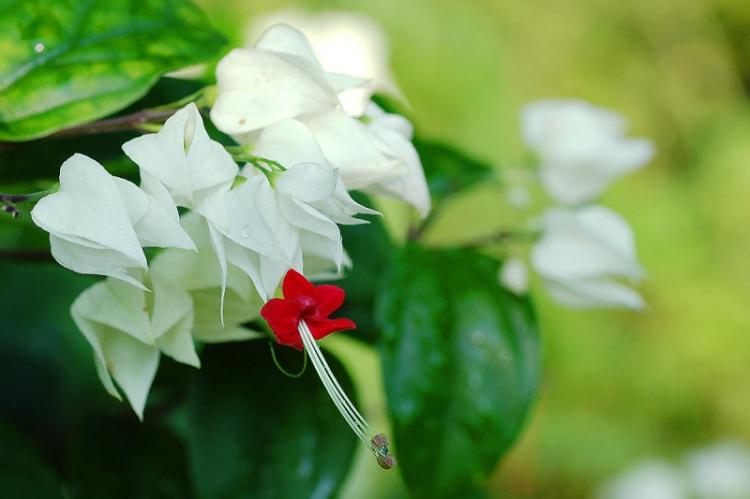 Clerodendrum Thompson - photo