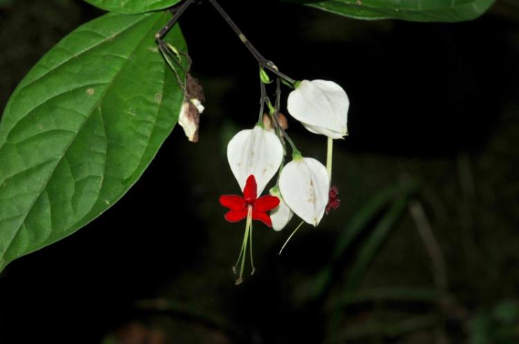 Clerodendrum Thompson - photo