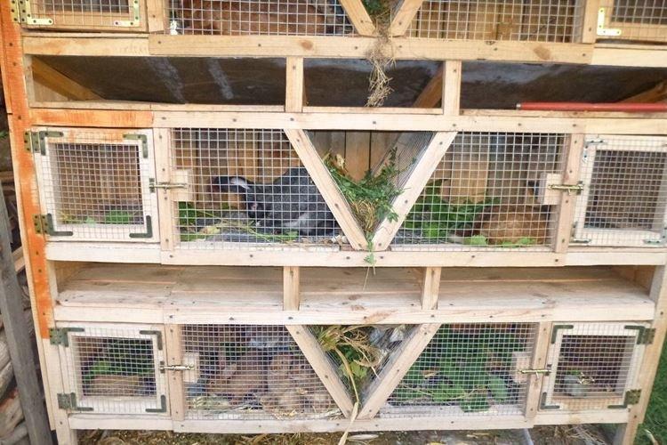 Cages à lapins à plusieurs niveaux