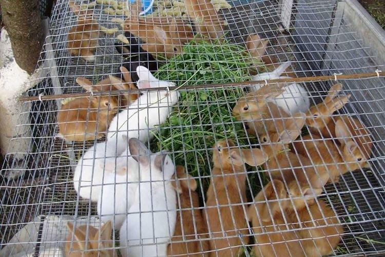 Cages pour jeunes animaux - Cages à lapins bricolage