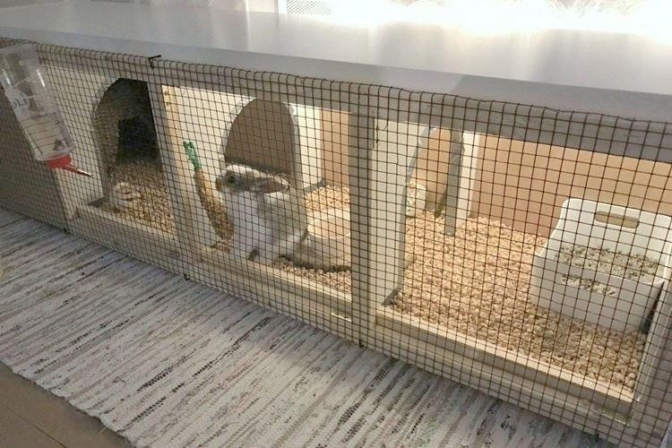 Cages de lapin nain bricolage