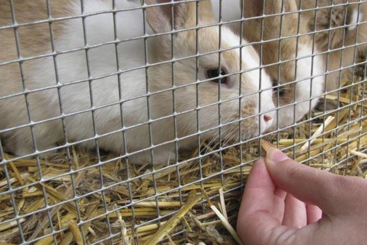 Cages d'accouplement - Cages à lapins bricolage