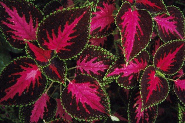 Coleus Vershaffelt - Types de Coleus