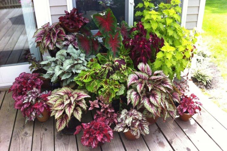 Coleus - photo