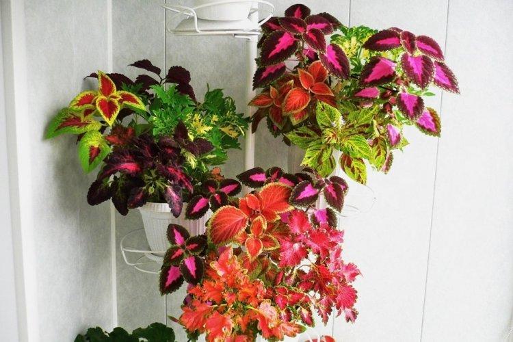 Coleus - photo