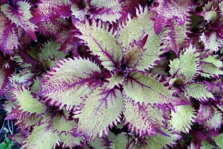 Coleus - photo
