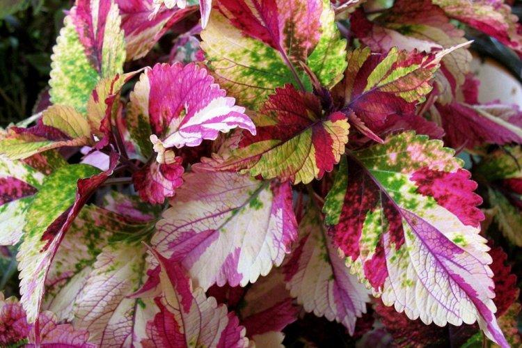 Coleus - photo