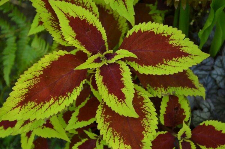 Coleus - photo