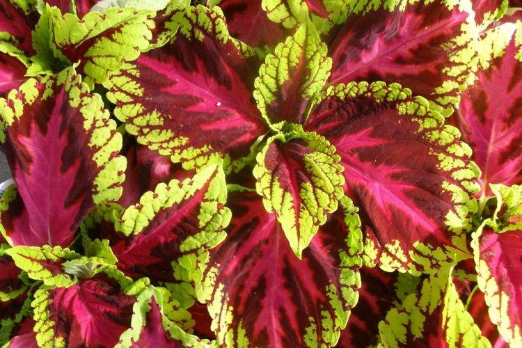 Coleus - photo