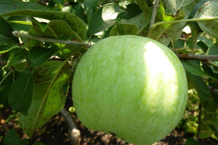 Arrosage - Prendre soin d'un pommier colonnaire Président