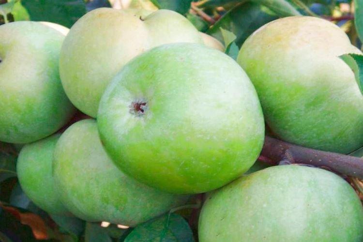 Hivernage - Prendre soin d'un pommier colonnaire Président