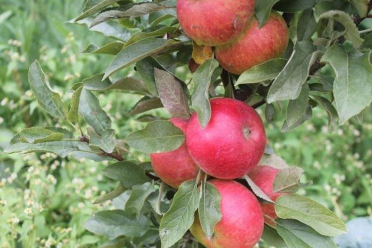 Sénateur - Variétés de pommes colonnaires