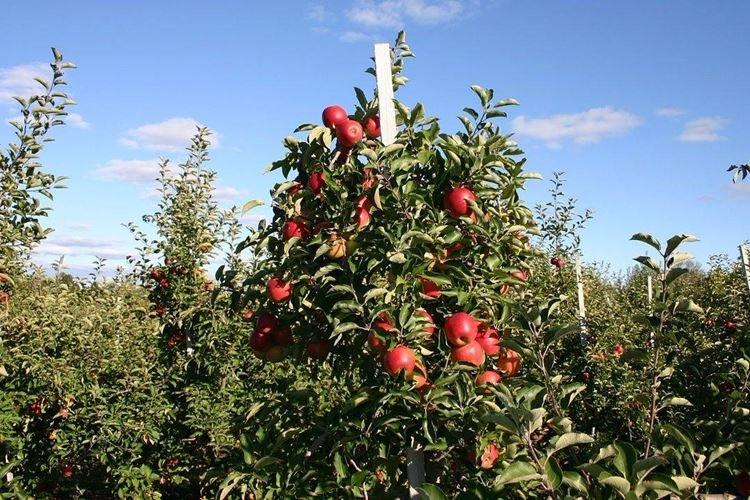 Reproduction - Prendre soin d'un pommier colonnaire