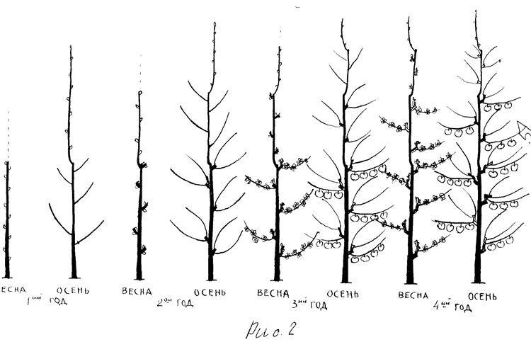 Taille - Entretien d'un pommier colonnaire