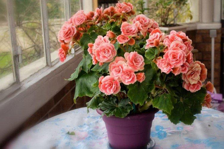 Sélection et éclairage du site - Soins à domicile de bégonia d'intérieur