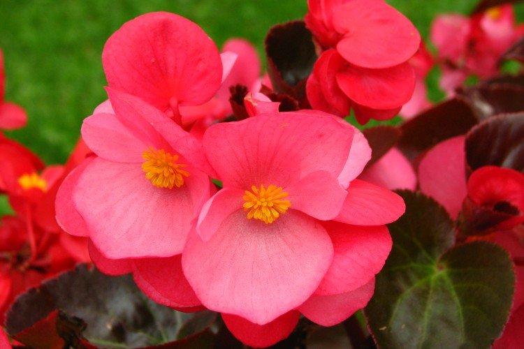 Température de l'air - Soins à domicile du bégonia d'intérieur