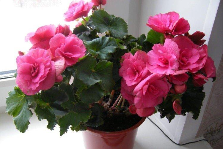 Fertilisation et alimentation - Soins à domicile du bégonia d'intérieur