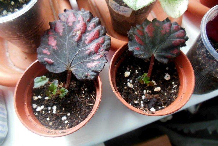 Méthodes d'élevage - Soins à domicile du bégonia d'intérieur