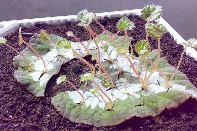 Propagation des feuilles - Soins à domicile du bégonia d'intérieur