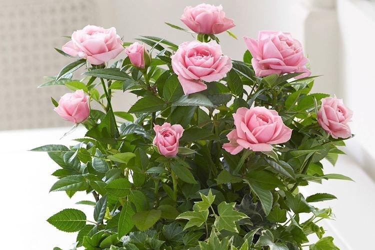 Fête des roses d'intérieur