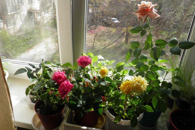 Température - Prendre soin des roses d'intérieur