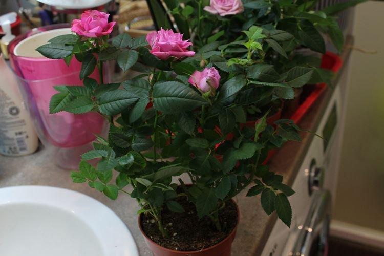 Arrosage - Entretien des roses d'intérieur