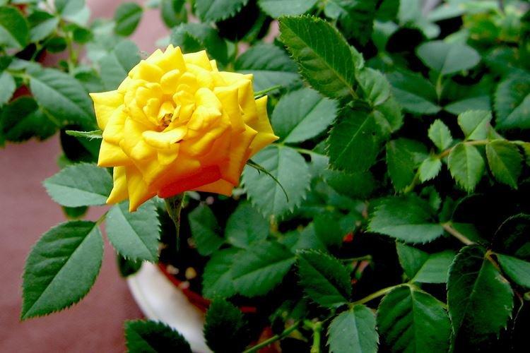 Rose d'intérieur - photo