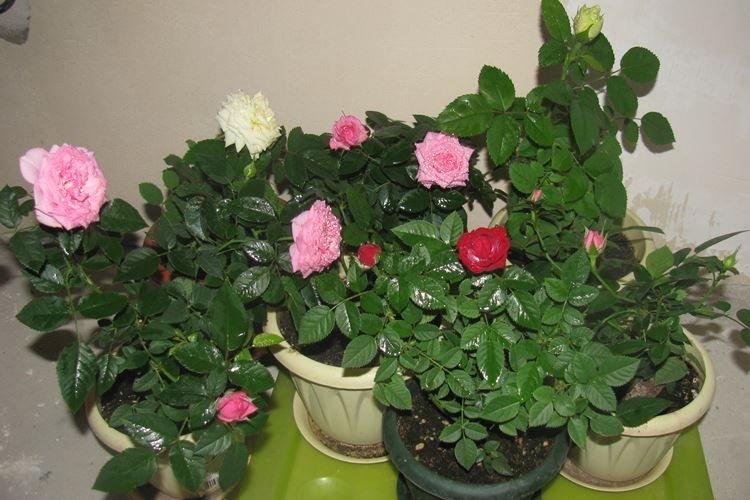 Rose d'intérieur - photo