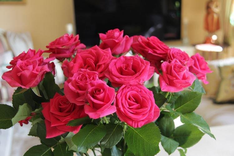 Rose d'intérieur - photo