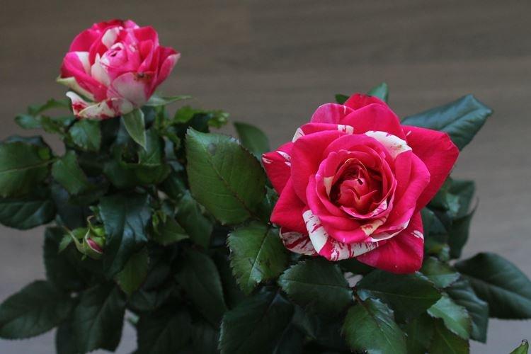 Rose d'intérieur - photo