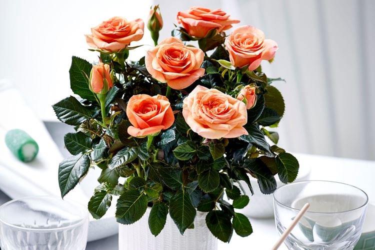 Rose d'intérieur - photo