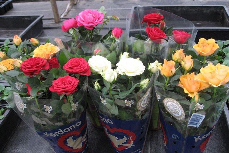 Rose d'intérieur - photo