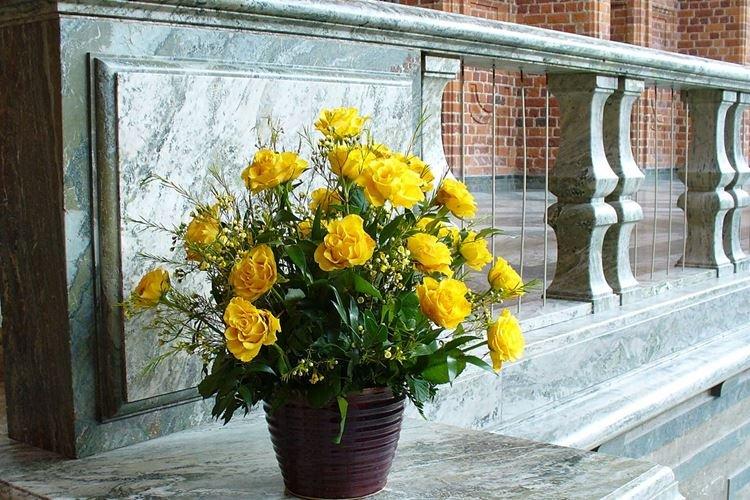 Rose d'intérieur - photo