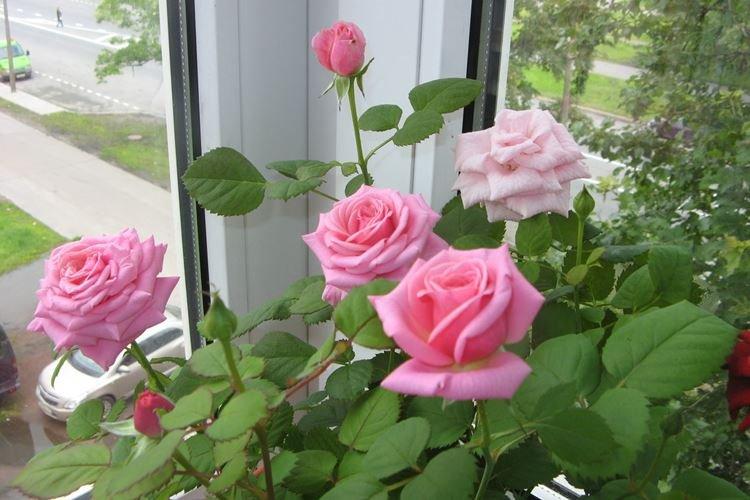 Rose d'intérieur - photo