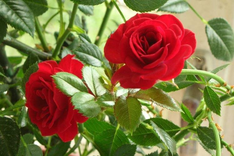 Rose d'intérieur - photo