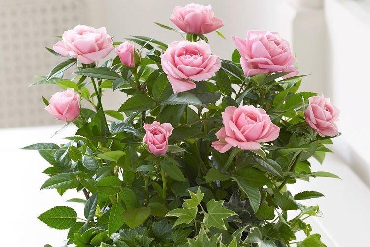 Rose d'intérieur - photo