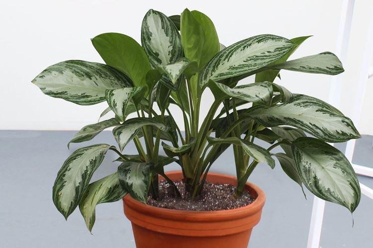 Aglaonema - Les fleurs d'intérieur les plus sobres