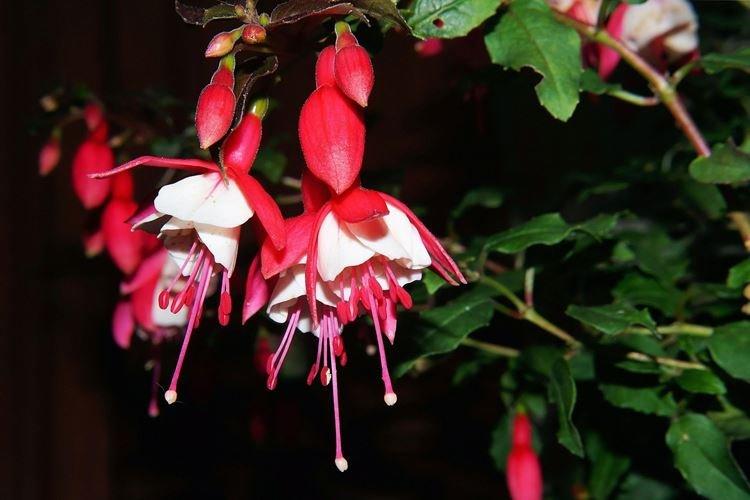 Fuchsia - Les fleurs d'intérieur les plus sobres